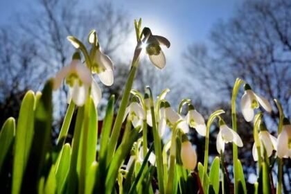 early spring bloomers nyt crossword