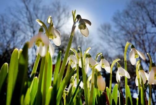 early spring bloomers nyt crossword