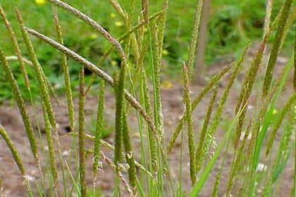 boreal alopecurus taking over my lawn how to get rid