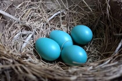 heirloom blue eggs 12524